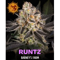 Runtz