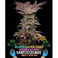 Runtz x Layer Cake