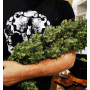 Семена каннабиса Shiskaberry