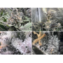 Семена каннабиса Trainwreck