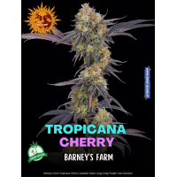 Tropicana Cherry
