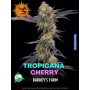 Семена каннабиса Tropicana Cherry