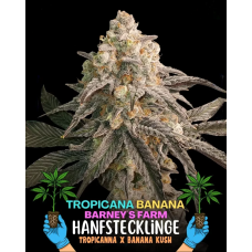 Tropicanna Banana