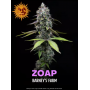 Насіння канабісу Zoap