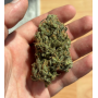 Семена каннабиса Frosted Zinn x Cookie Dog Auto