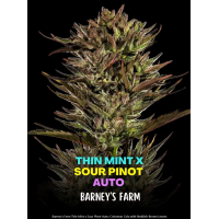 Thin Mint x Sour Pinot Auto