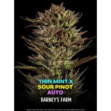 Thin Mint x Sour Pinot Auto