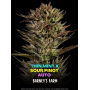 Семена каннабиса Thin Mint x Sour Pinot Auto