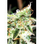 Насіння конопель Opium від Divine Seeds - Smartshop-smartshop.ua®