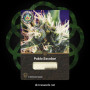 Насіння конопель Pablo Escobar від Divine Seeds - Smartshop-smartshop.ua®