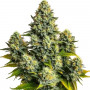 Семена конопли Auto Pineapple Chunk Feminised Silver от Error Seeds - Smartshop-smartshop.ua®