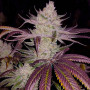 Семена конопли Platinum Scout Feminised Silver от Error Seeds - Smartshop-smartshop.ua®