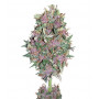 Насіння конопель Passion №1 Feminised Silver від Error Seeds - Smartshop-smartshop.ua®