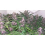 Cannabis seed variety PURPLE KUSH AUTO®