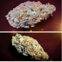 Семена каннабиса Orange Bud 2.0® NEW!