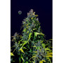 Cannabis seed variety CBD Auto 20:1