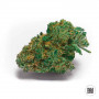 Cannabis seeds SKUNK #99 from Bulk Seed Bank at Smartshop-smartshop.ua®