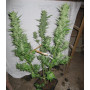 Cannabis seed variety Auto Sweet Mango Feminised Silver