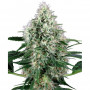 Cannabis seed variety Auto Power Plant Feminised Silver