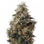 Семена конопли Auto Mango Feminised Silver от Error Seeds - Smartshop-smartshop.ua®