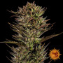 Семена каннабиса Thin Mint x Sour Pinot Auto