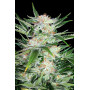 Насіння конопель White Widow від Divine Seeds - Smartshop-smartshop.ua®