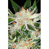 White Widow
