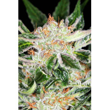 White Widow