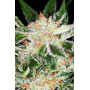 Насіння конопель White Widow від Divine Seeds - Smartshop-smartshop.ua®