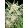 Насіння конопель White Widow від Divine Seeds - Smartshop-smartshop.ua®