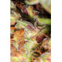 Насіння конопель White Widow від Divine Seeds - Smartshop-smartshop.ua®