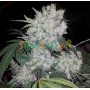 Cannabis seeds White Widow Feminised Silver from Error Seeds at Smartshop-smartshop.ua®