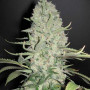 Cannabis seed variety Auto Super Bud Feminised Silver