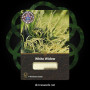 Насіння конопель White Widow від Divine Seeds - Smartshop-smartshop.ua®