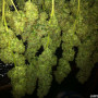 Семена конопли White Russian (F*cking Dead Russian) Feminised Gold от Error Seeds - Smartshop-smartshop.ua®