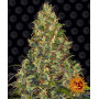 Насіння конопель AMNESIA HAZE AUTO від Barney's Farm у Smartshop-smartshop.ua®