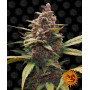 Cannabis seeds AYAHUASCA PURPLE from Barney's Farm at Smartshop-smartshop.ua®