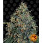 Насіння конопель BLUEBERRY OG від Barney's Farm у Smartshop-smartshop.ua®