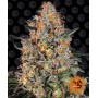 Cannabis seeds BUBBA KUSH from Barney's Farm at Smartshop-smartshop.ua®