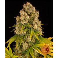 CHEESE AUTO - Barney's Farm