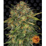 Cannabis seeds CHEESE from Barney's Farm at Smartshop-smartshop.ua®