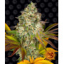 Cannabis seeds COOKIES KUSH AUTO from Barney's Farm at Smartshop-smartshop.ua®