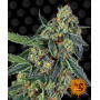 Cannabis seeds  COOKIES KUSH from Barney's Farm at Smartshop-smartshop.ua®