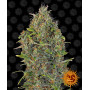 Cannabis seeds CRITICAL KUSH AUTO from Barney's Farm at Smartshop-smartshop.ua®