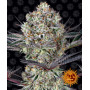 Cannabis seeds DOS SI DOS #33 from Barney's Farm at Smartshop-smartshop.ua®