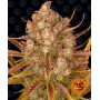 Cannabis seeds DOS SI DOS AUTO from Barney's Farm at Smartshop-smartshop.ua®