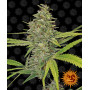 Cannabis seeds G13 HAZE from Barney's Farm at Smartshop-smartshop.ua®