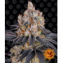 Cannabis seeds GELATO from Barney's Farm at Smartshop-smartshop.ua®