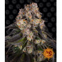 Cannabis seeds GIRL SCOUT COOKIES from Barney's Farm at Smartshop-smartshop.ua®