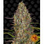 Cannabis seeds GLUE GELATO AUTO from Barney's Farm at Smartshop-smartshop.ua®